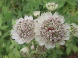 Masterwort Blumensamen zur Aussaat – pflegeleicht – Traditionssorte & ohne Gentechnik Samen Hausgarten