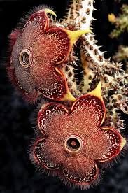 Edithcolea Blumensamen zur Aussaat – saisonal Dauerblüher – Traditionssorte & ohne Gentechnik Samen Hausgarten