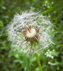 Dandelion Blumensamen zur Aussaat – leuchtend – Traditionssorte & ohne Gentechnik Samen Hausgarten