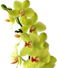 Grün Schmetterling Orchidee Blumensamen zur Aussaat – sonnenliebend – Traditionssorte & ohne Gentechnik Samen Hausgarten