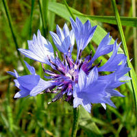 CornFlower Samen zur Aussaat – duftend Blüten – Traditionssorte & ohne Gentechnik Samen Hausgarten