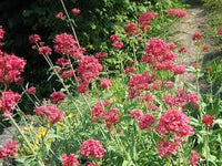 Rot Butterwort Blumensamen zur Aussaat – pflegeleicht – Traditionssorte & ohne Gentechnik Samen Hausgarten