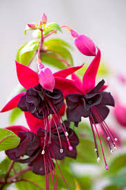 Schwarz & Rosa Fuchsie Blumensamen zur Aussaat – Wildblume Mischung – Traditionssorte & ohne Gentechnik Samen Hausgarten