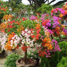 Buganvillas Blumensamen zur Aussaat – duftend Blüten – Traditionssorte & ohne Gentechnik Samen Hausgarten