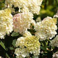 Weiß Vanilla Fraise Blumensamen zur Aussaat – Landhaus Garten wichtig – Traditionssorte & ohne Gentechnik Samen Hausgarten