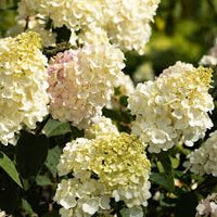 Weiß Vanilla Fraise Blumensamen zur Aussaat – Landhaus Garten wichtig – Traditionssorte & ohne Gentechnik Samen Hausgarten