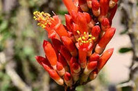 Ocotillo Fouquieria Splendens Blumensamen zur Aussaat – sonnenliebend – Traditionssorte & ohne Gentechnik Samen Hausgarten