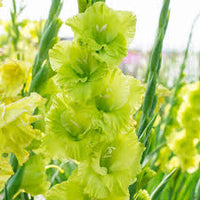 Grün mehrjährig Gladiole Blumensamen zur Aussaat – leuchtend Blüten – Traditionssorte & ohne Gentechnik Samen Hausgarten