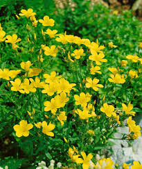 Gelb Linum Flavum Blumensamen zur Aussaat – Halbschatten verträglich – Traditionssorte & ohne Gentechnik Samen Hausgarten