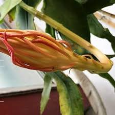 Gelb Epiphyllum Blumensamen zur Aussaat – Drought verträglich – Traditionssorte & ohne Gentechnik Samen Hausgarten