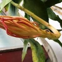 Gelb Epiphyllum Blumensamen zur Aussaat – Drought verträglich – Traditionssorte & ohne Gentechnik Samen Hausgarten