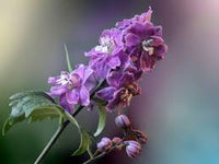 Lila Patterson’s Curse Blumensamen zur Aussaat – sonnenliebend – Traditionssorte & ohne Gentechnik Samen Hausgarten