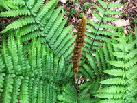 Cinnamon Fern Spores Blumensamen zur Aussaat – saisonal Dauerblüher – Traditionssorte & ohne Gentechnik Samen Hausgarten