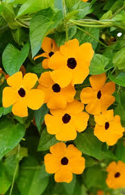 Thunbergia Blumensamen zur Aussaat Anzucht Traditionssorte & ohne Gentechnik Samen Haus Gardan