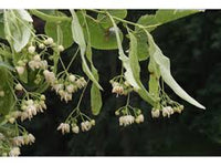 Pflanze American Basswood Samen ideal Gardening