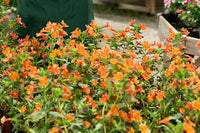 Orange Mimulus Blumensamen zur Aussaat – Wildblume Mischung – Traditionssorte & ohne Gentechnik Samen Hausgarten
