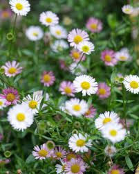 Gemischt Karvinskianus Profusion Blumensamen zur Aussaat – ideal Rabatten – Traditionssorte & ohne Gentechnik Samen Hausgarten