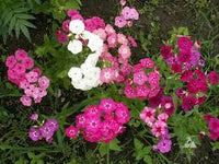 Gemischt Drummond Blumensamen zur Aussaat – sonnenliebend – Traditionssorte & ohne Gentechnik Samen Hausgarten