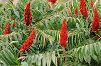 "Rot Typhina Blumensamen zur Aussaat – robust Sorte – Traditionssorte & ohne Gentechnik Samen Hausgarten
