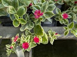 Aptenia Cordifolia Blumensamen zur Aussaat – saisonal Dauerblüher – Traditionssorte & ohne Gentechnik Samen Hausgarten