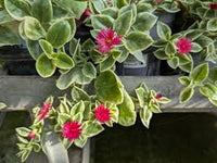 Aptenia Cordifolia Blumensamen zur Aussaat – saisonal Dauerblüher – Traditionssorte & ohne Gentechnik Samen Hausgarten