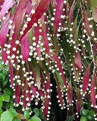 Rot Mistletoe Cactus Rhipsalis Samen – Traditionssorte ohne Gentechnik Succulent Hausgarten Aussaat