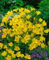 Gelb Linum Flavum Blumensamen zur Aussaat – Halbschatten verträglich – Traditionssorte & ohne Gentechnik Samen Hausgarten
