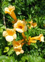 Gelb Campis Radicans Blumensamen zur Aussaat – pflegeleicht – Traditionssorte & ohne Gentechnik Samen Hausgarten