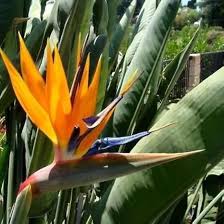 Gelb Grün Paradiesvogelblume Blumensamen zur Aussaat – Schnitt Blume beliebt – Traditionssorte & ohne Gentechnik Samen Hausgarten
