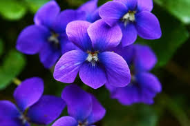 African Violett Blumensamen hell Rosa Blumensamen zur Aussaat – farbenfroh Schau – Traditionssorte & ohne Gentechnik Samen Hausgarten