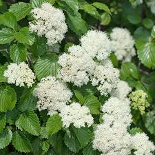 Weiß Arrowwood Blumensamen zur Aussaat – Anzucht – Traditionssorte & ohne Gentechnik Samen Hausgarten