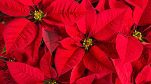 Gelb Rot Weihnachtsstern Blumensamen zur Aussaat – leuchtend – Traditionssorte & ohne Gentechnik Samen Hausgarten