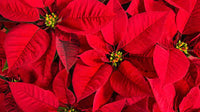 Gelb Rot Weihnachtsstern Blumensamen zur Aussaat – leuchtend – Traditionssorte & ohne Gentechnik Samen Hausgarten