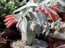 Rot Sinningia Leucotricha Blumensamen zur Aussaat – pflegeleicht – Traditionssorte & ohne Gentechnik Samen Hausgarten