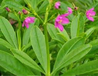 Talinum Paniculatum Blumensamen zur Aussaat – Drought verträglich – Traditionssorte & ohne Gentechnik Samen Hausgarten