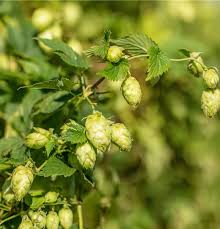 hell Grün Humulus Lupulus Blumensamen zur Aussaat – lang Blüte Saison – Traditionssorte & ohne Gentechnik Samen Hausgarten