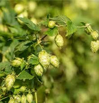 hell Grün Humulus Lupulus Blumensamen zur Aussaat – lang Blüte Saison – Traditionssorte & ohne Gentechnik Samen Hausgarten