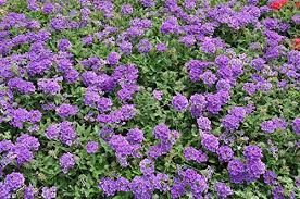 Blau Vervain Blumensamen zur Aussaat – hochwertige Qualitäts- – Traditionssorte & ohne Gentechnik Samen Hausgarten