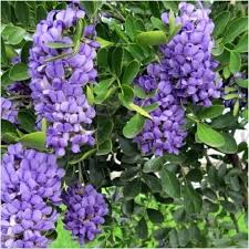 Mescal Bean Samen zur Aussaat – Texas Mountain Laurel