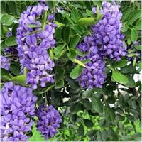 Mescal Bean Samen zur Aussaat – Texas Mountain Laurel