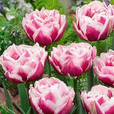 zart Rosa Tulpe Blumensamen zur Aussaat – Bestäuber freundlich – Traditionssorte & ohne Gentechnik Samen Hausgarten