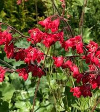 Rot Heuchera Blumensamen zur Aussaat – ideal Rabatten – Traditionssorte & ohne Gentechnik Samen Hausgarten