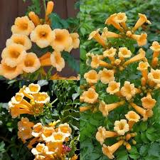 Gelb Campis Radicans Blumensamen zur Aussaat – pflegeleicht – Traditionssorte & ohne Gentechnik Samen Hausgarten
