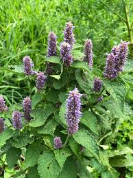 Lila Mint Blumensamen zur Aussaat – robust Sorte – Traditionssorte & ohne Gentechnik Samen Hausgarten