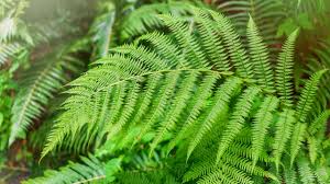 Fern Bracken Blumensamen – Traditionssorte ohne Gentechnik robust Pflanzen Garten Rabatten & Landscaping