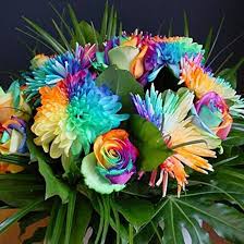 Rainbow Chrysantheme Blumensamen zur Aussaat – Bestäuber freundlich – Traditionssorte & ohne Gentechnik Samen Hausgarten