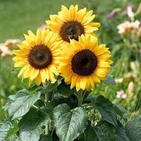 Gemischt Helianthus Blumensamen zur Aussaat – leuchtend – Traditionssorte & ohne Gentechnik Samen Hausgarten