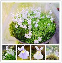 Utricularia Sandersonii Blumensamen zur Aussaat 1 pcs