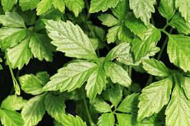 Gynostemma Pentaphyllum Blumensamen zur Aussaat – saisonal Dauerblüher – Traditionssorte & ohne Gentechnik Samen Hausgarten