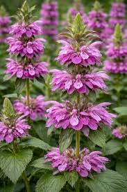 Lila Monarda Punctata Blumensamen zur Aussaat – Halbschatten verträglich – Traditionssorte & ohne Gentechnik Samen Hausgarten